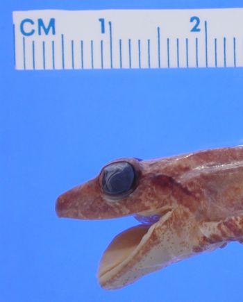 Media type: image; Herpetology A-43230